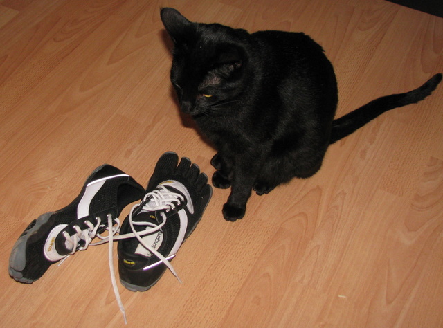 Unser Kater begutachtet meine Barfußschuhe