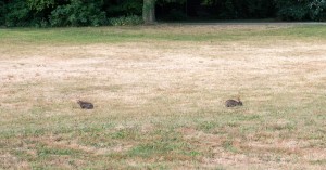 Schlafende Kaninchen in Darmstadt