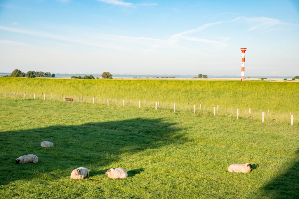 Dammschafe in Sankt Margarethen